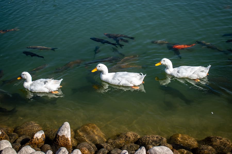 Sukhna Lake