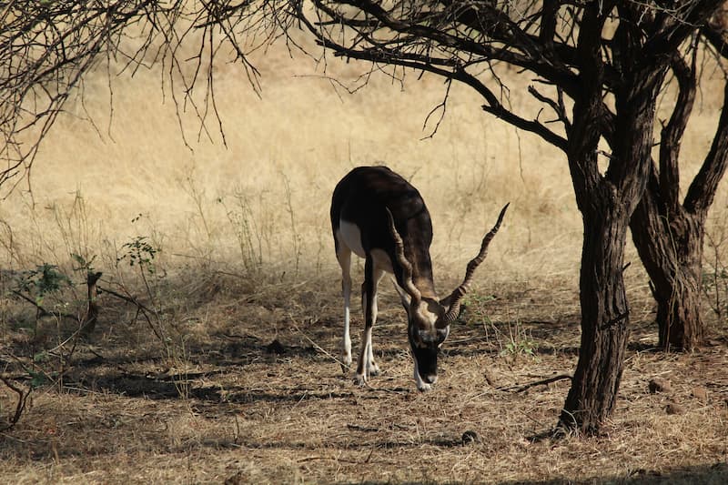 Gir National Park — Asiatic Lions