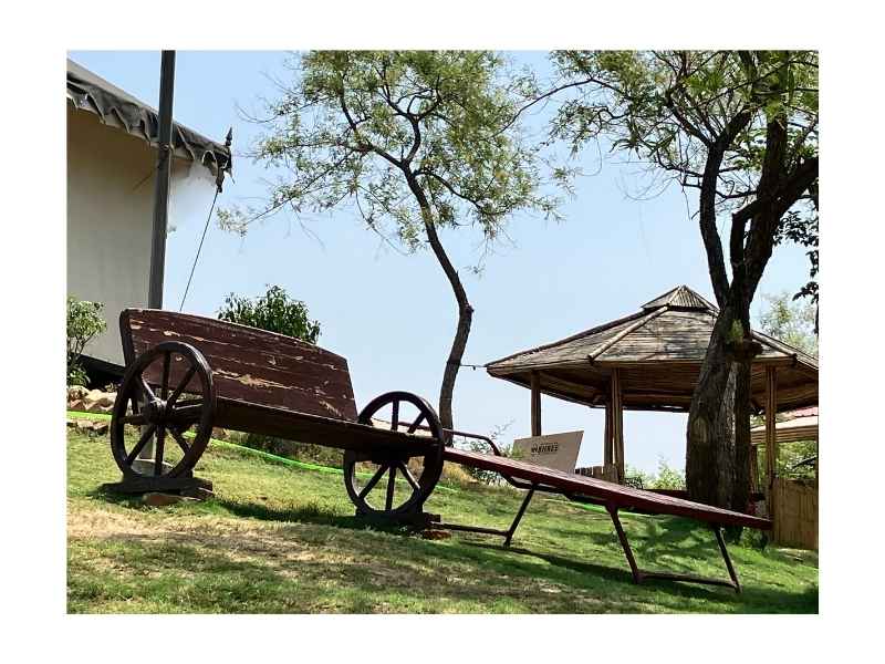 Rural Punjab — mustard fields and village life