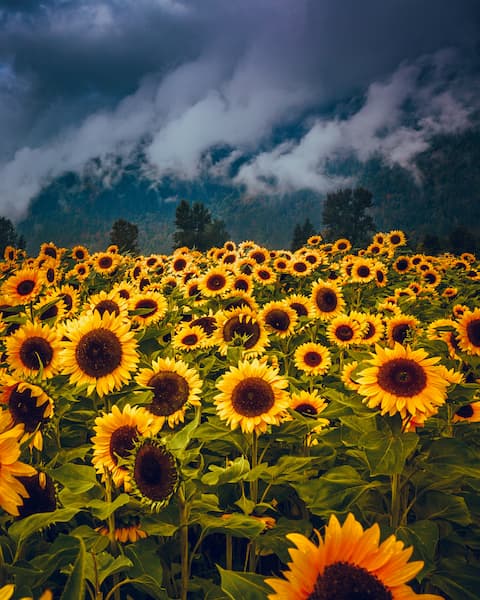 Auli & Valley of Flowers